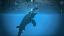 Ark leedsichthys hunt: how I killed the Jaws of Survival Evolved