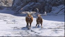 Monster Hunter Rise Sunbreak prized pelt location and how to get more