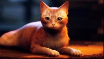 The Stray cat is based on a real stray cat, and here he is