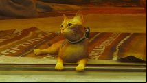 Stray cat is basically a cat, says expert