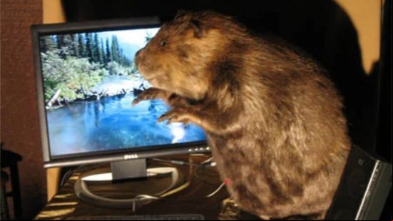 The beaver gaming PC sits next to a monitor