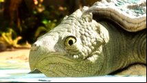 Studio Wildcard approves 120 Ark Survival Ascended mods for crossplay