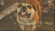 Modders are working to fix Fallout London's new canine companion