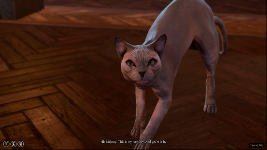 A naked cat named His Majesty hissing at you for being in his territory
