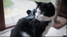 VR enthusiasts make a tracker configuration so you don't step on your cat in HTC Vive